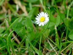 tiny white flower in a meadow