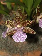 orchids of a unusual coloring