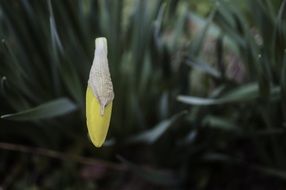 daffodil bud close up
