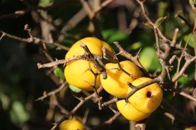 bright yellow apples on a tree under the bright sun