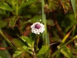 Mountain flower among green grass