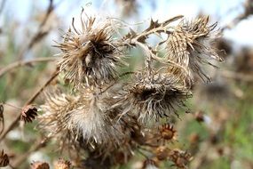 dry plant in nature