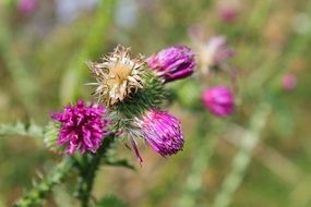purple thistle in the summer