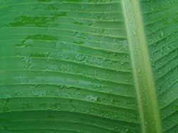 big wet palm leaf