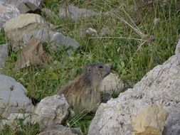 wild stones on grass, Alps
