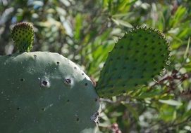 cacti under the bright sun in sardinia close-up on blurred background