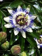 big passion flower in the garden