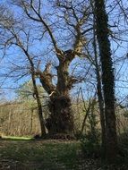 millennial tree among the landscape