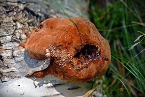 Tree Fungus on a birch close-up