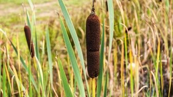 Cattail in the swimmer