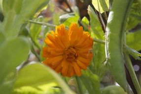 yellow calendula among green plants close-up