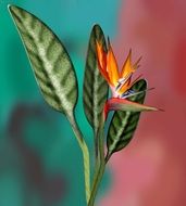 Colorful papageienblume flower blossoms