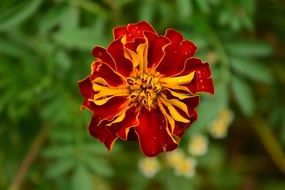 bright marigolds close up