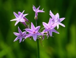 Light purple spring flowers on a blurry green background