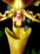 bright orchid close up