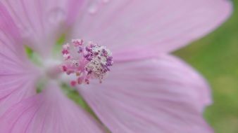 light purple flower close-up