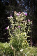 bush of blooming thistle under the bright sun