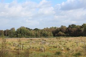 Moor Peat Landscape