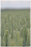 field with green spikelets closeup on a blurred background