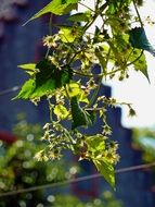 branch with leaves and blossoms in the bright sun