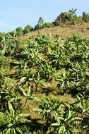 photo tea plantation on the hill