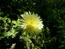 Urospermum flowers in spring