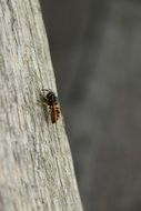 wasp on a wooden log