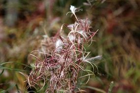 fluffy fireweed