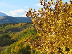 Forest on mountain side at Autumn, canada, alberta