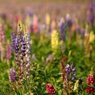natural lupins summer flower