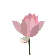 drawing of Pink Lotus Flower