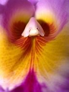 orchid like a rainbow