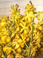 yellow small orchids close-up