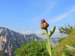 flower on top of the mountain