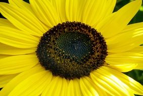 sunflower with bright petals