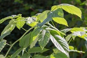 raspberry plant with green leaves