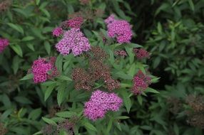 spiraea is an ornamental shrub