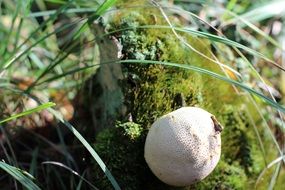 white round mushroom on green moss
