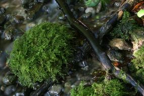 Bach Moss near Water closeup