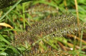 Wet Ornamental Grass on a blurred background