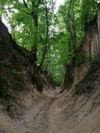ravine in a forest in Poland