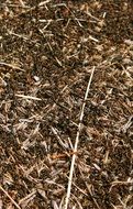 forest ants among dry grass close-up