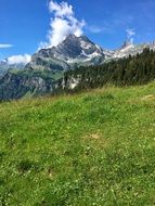 Mountain Meadow