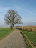 dirt road through autumn bavaria