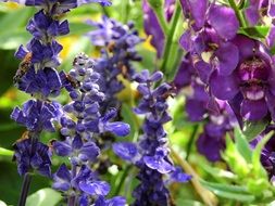 violet and purple flowers