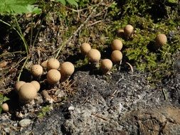 group of Small puffball mushrooms on forest floor