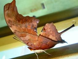 filigreed camouflaged butterfly