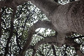 Close-up of the large tree with wide crowns