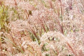 Grass Nature Field Outdoors
