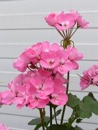 Pink geranium flowers bloom